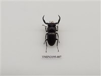 藏品(鹿角鍬形蟲)的圖片